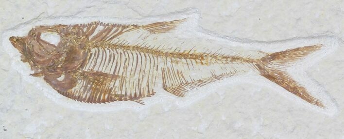 Diplomystus Fossil Fish - Wyoming #32802